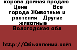 корова дойная продаю › Цена ­ 100 000 - Все города Животные и растения » Другие животные   . Вологодская обл.